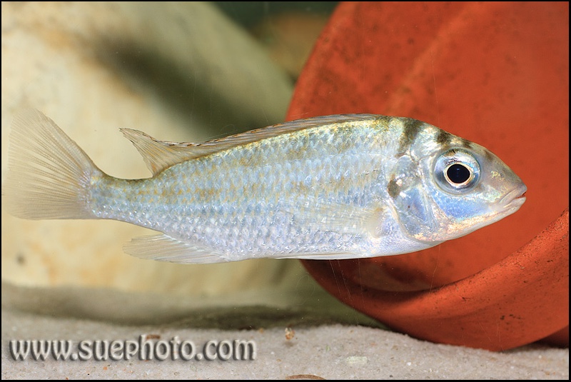 Limnotilapia dardennii 'Isanga Bay'